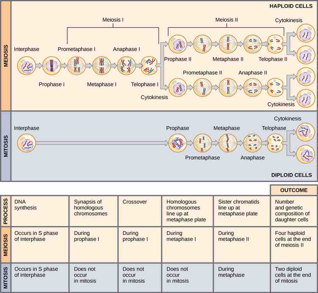 Comparing Meiosis and Mitosis