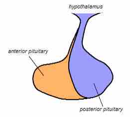 Itary gland representation