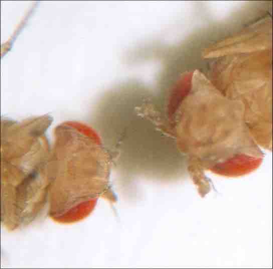 Example of a mutant allele interfering with the function of a wild-type gene