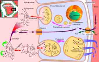 Thyroid hormone synthesis