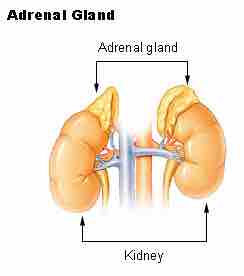 Adrenal glands