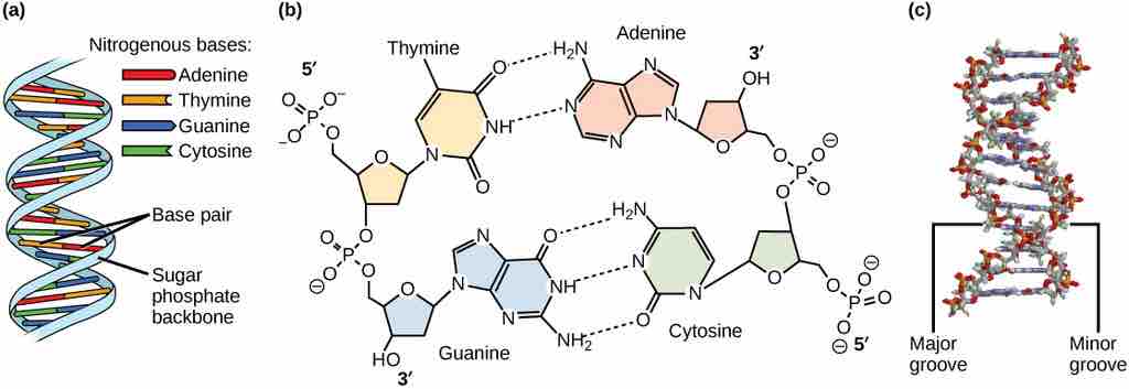 DNA Structure