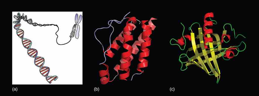 Genes Encode Proteins