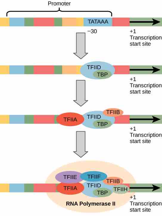 Eukaryotic Transcription Initiation