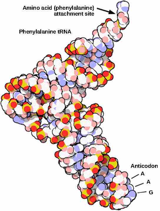 Structure of tRNA