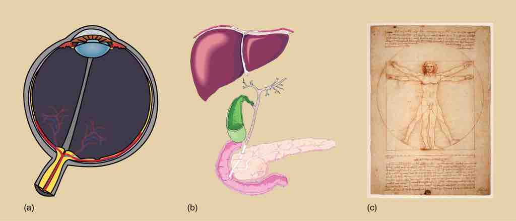 Gene Expression