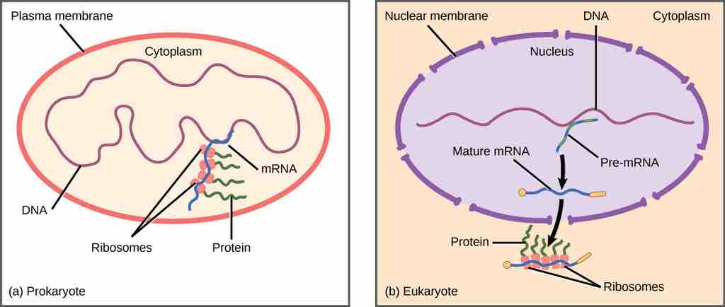 Prokaryotic vs Eukaryotic Gene Expression