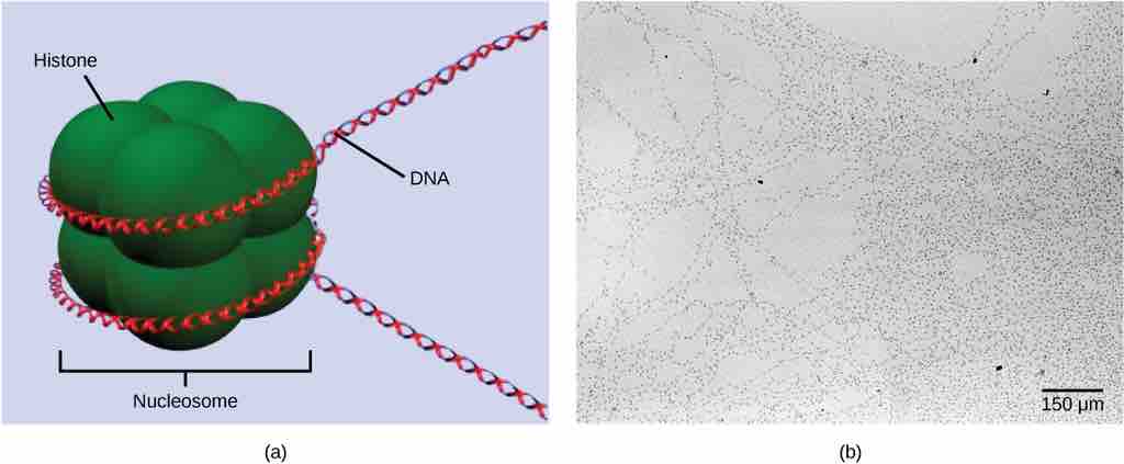 DNA Packaging