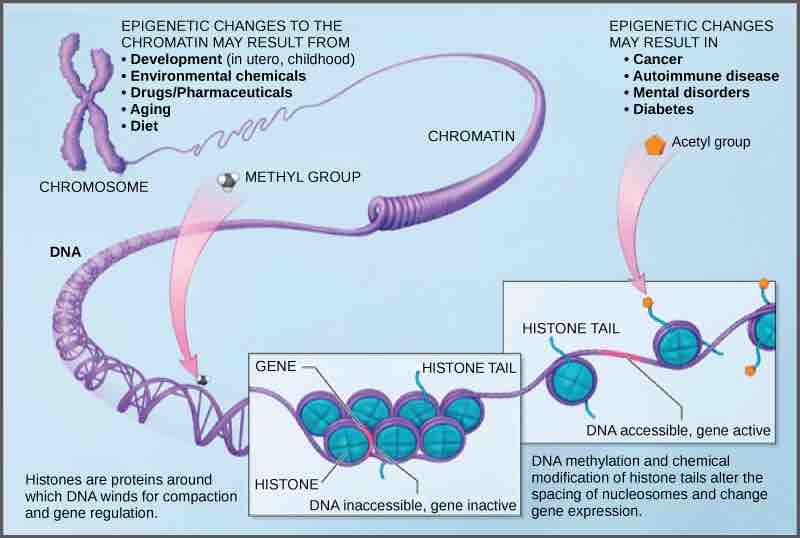 Modifications to histones and DNA can alter gene expression