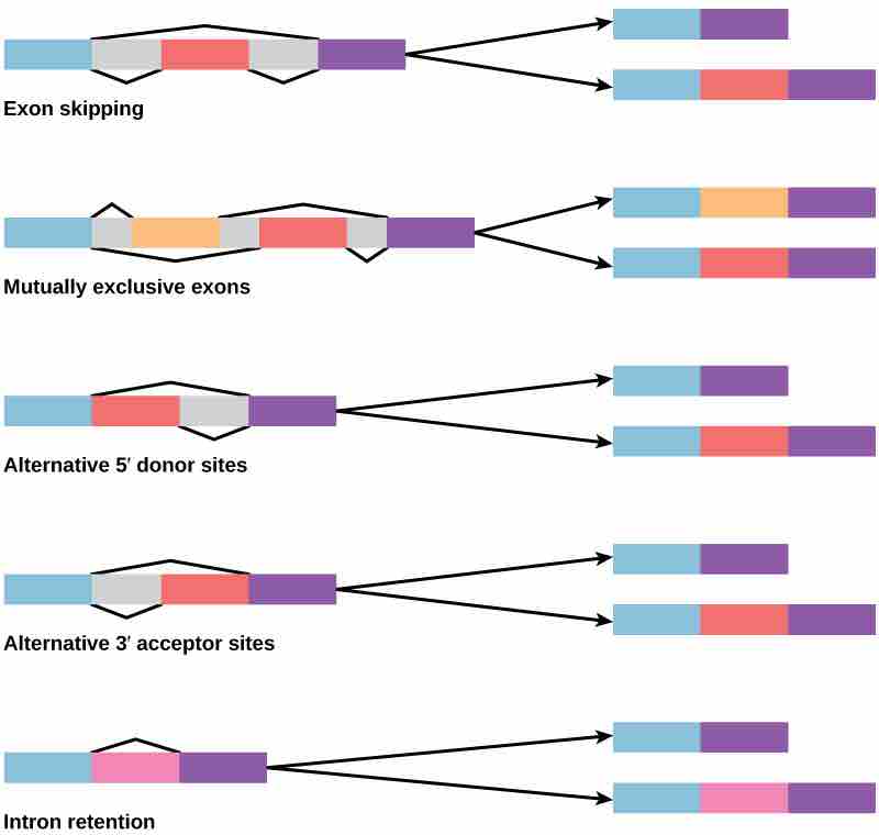 Alternative Splicing