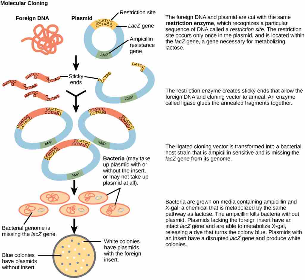 Molecular Cloning