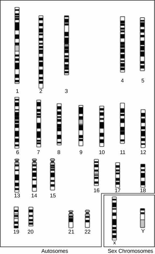 Cytogenetic Map