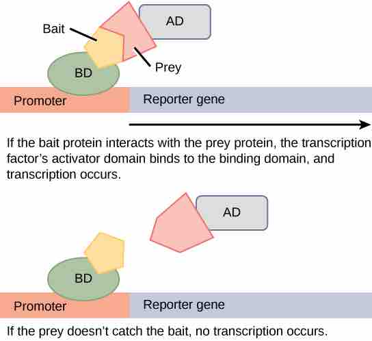 Two-hybrid screening