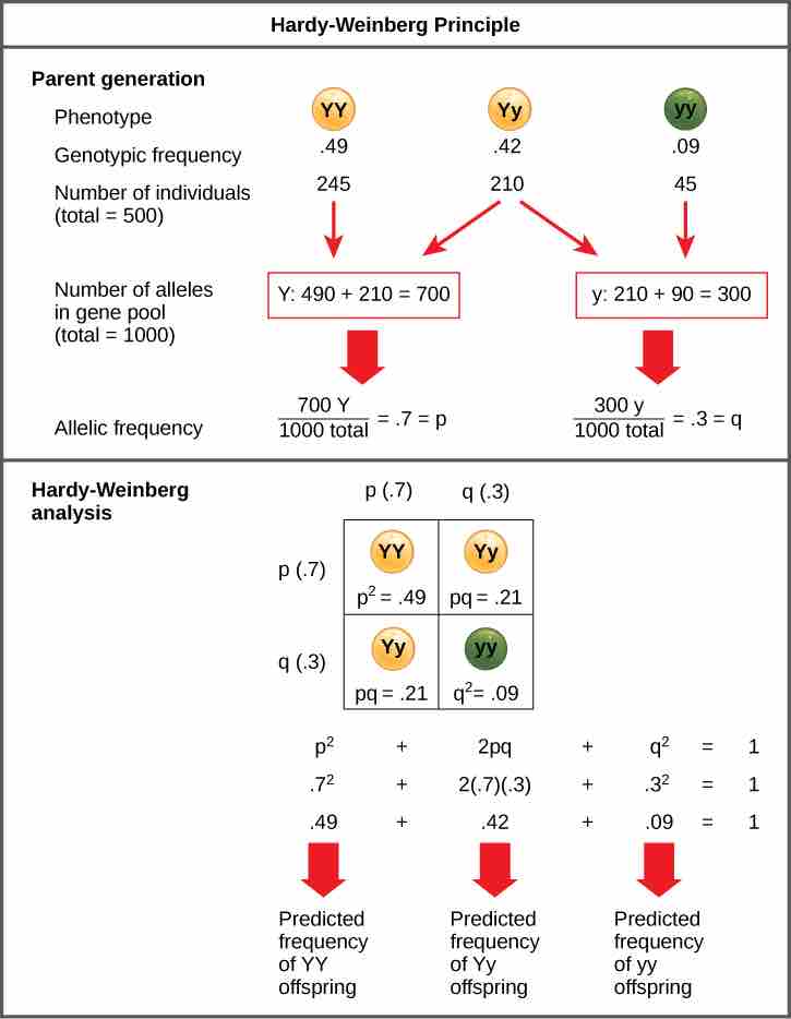 The Hardy-Weinberg Principle