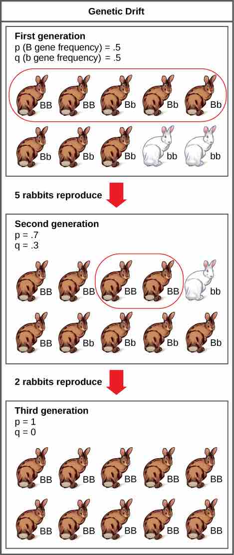 Effect of genetic drift