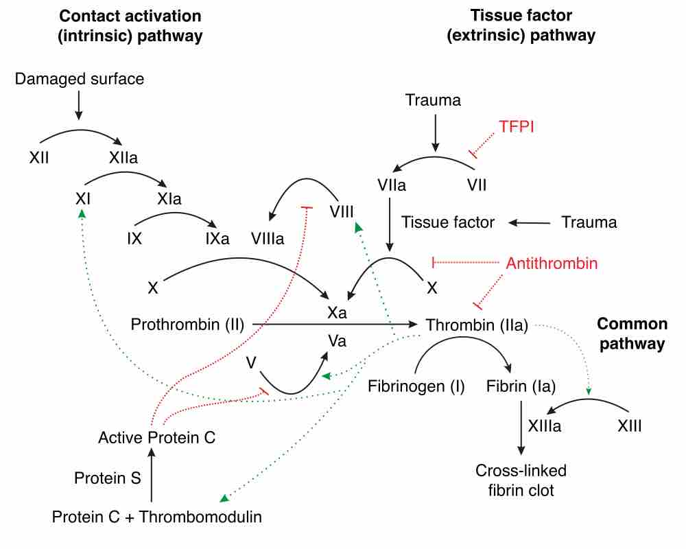 Coagulation full