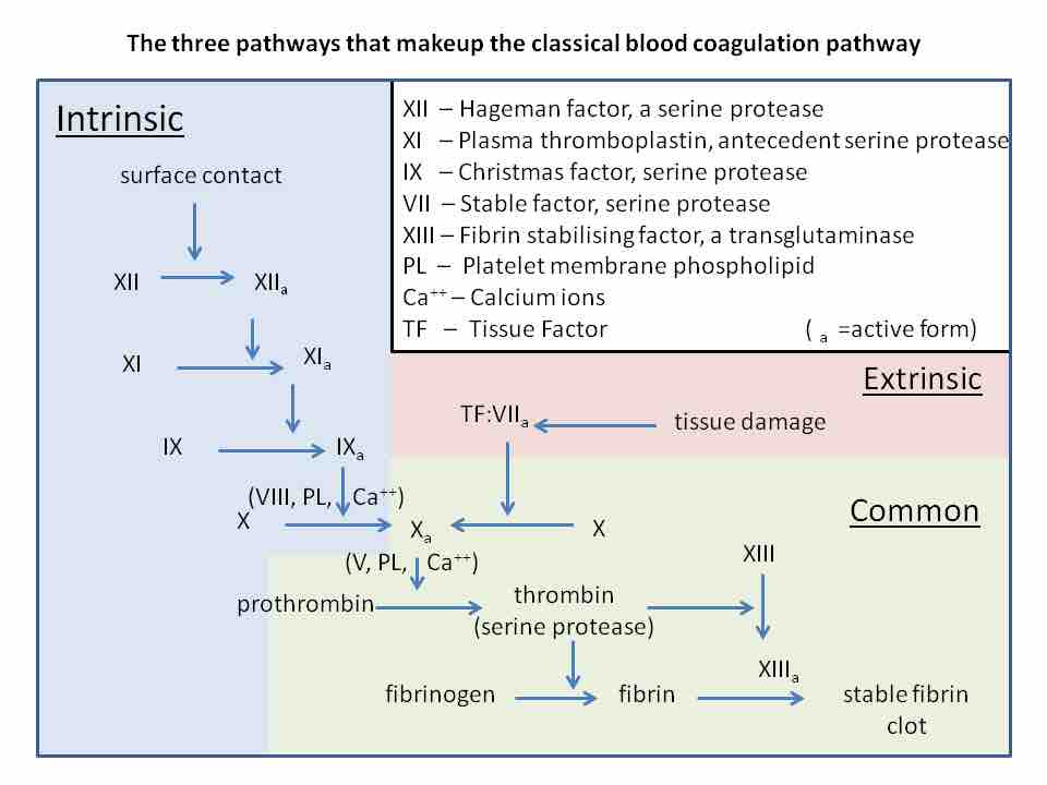 Coagulation Pathway