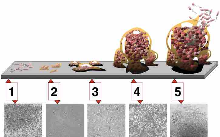 Biofilm Development