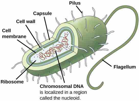 Prokaryotic cell structure