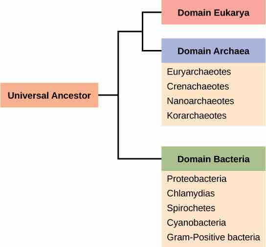 Domains of life