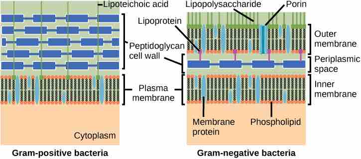 Gram-positive and gram-negative bacteria