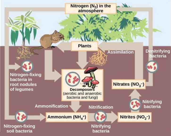 Nitrogen cycle