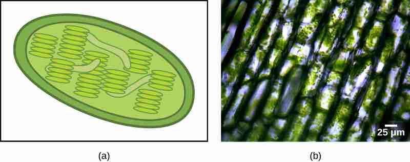 Chloroplast