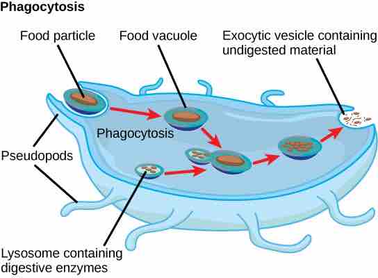 Protist metabolism