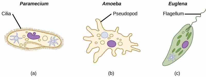 Different types of motility in protists