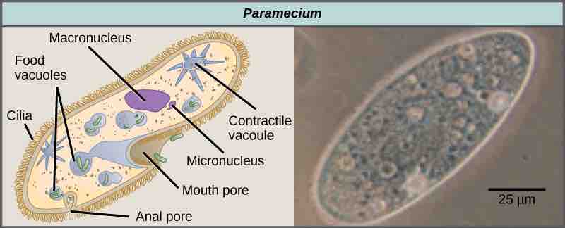 Paramecium