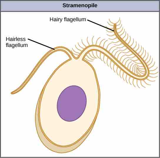 Stramenophile structure