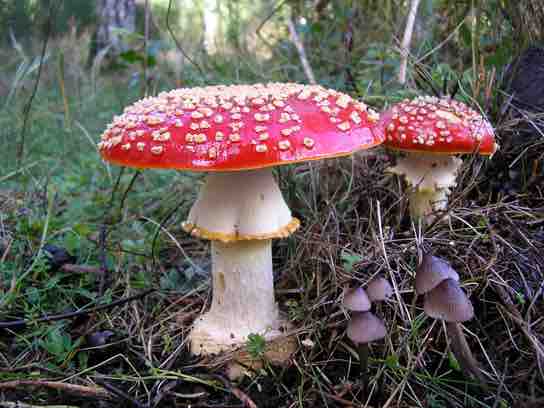 The poisonous <em>Amanita muscaria</em>