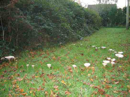 Fruiting bodies of a basidiomycete