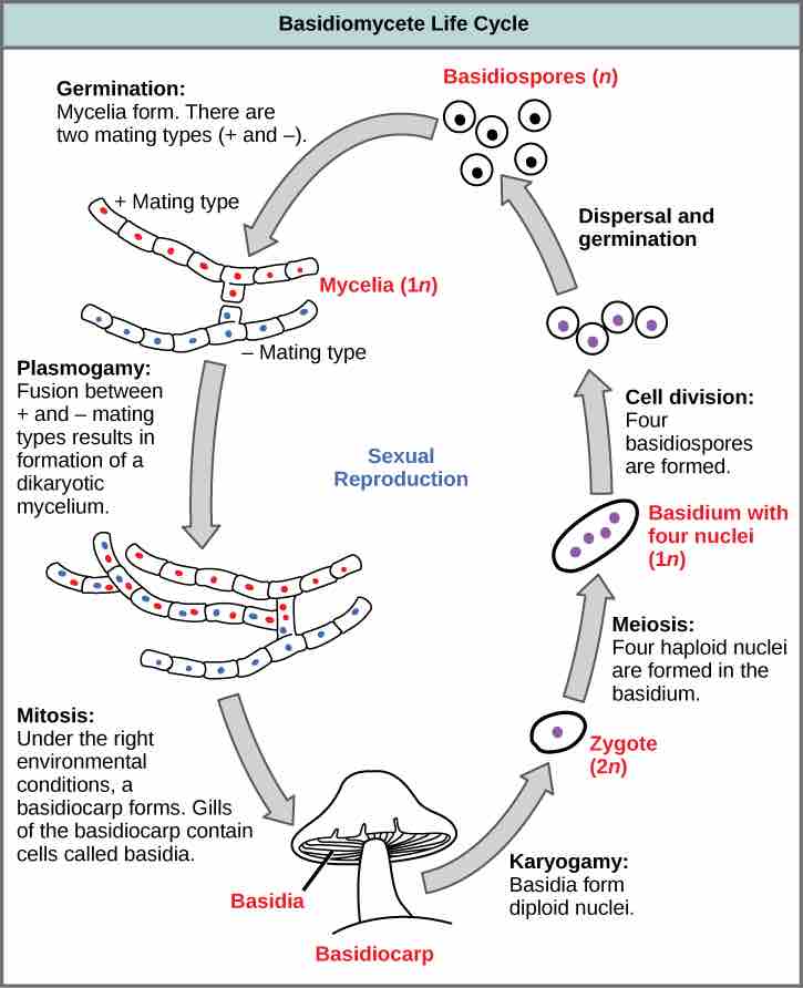 Lifecycle of a basidiomycete