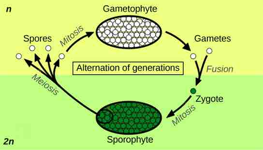 Alternation of generations of plants