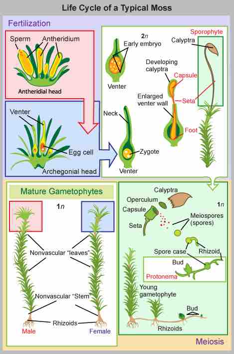 Life cycle of mosses