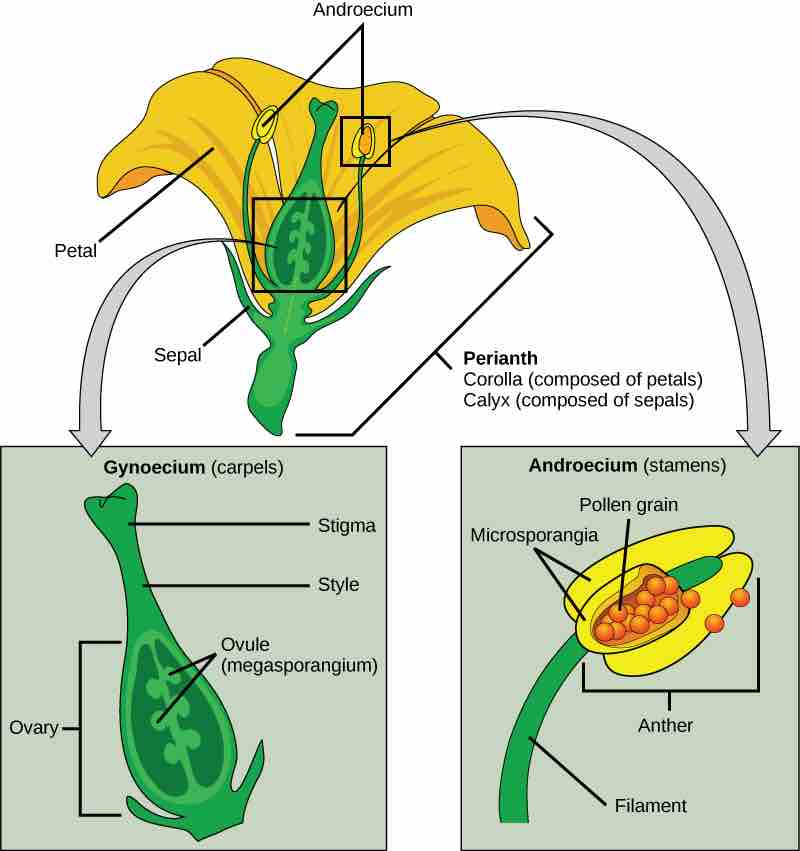 Structure of flowers