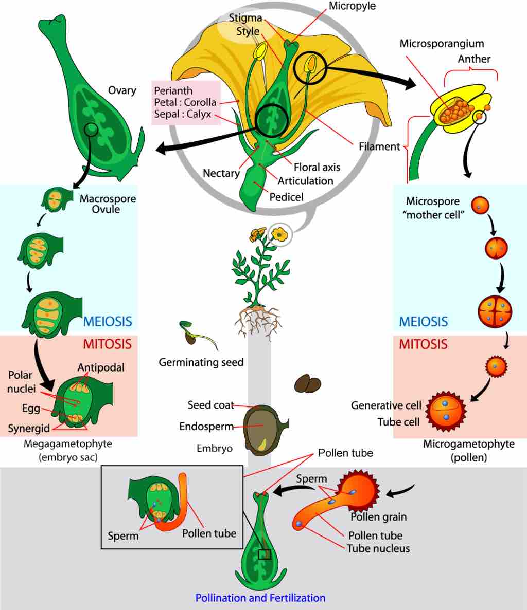 Life cycle of angiosperms