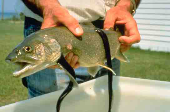 Parasitic lampreys