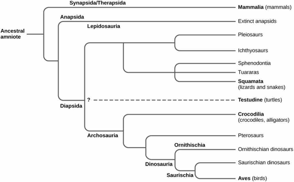 Evolution of amniotes