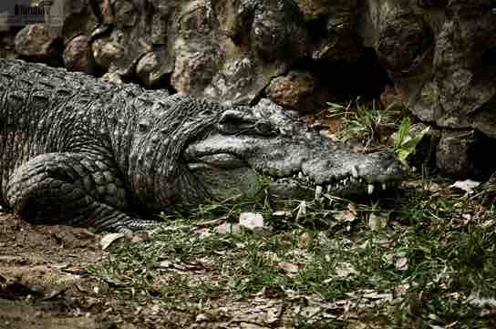 Crocodilians