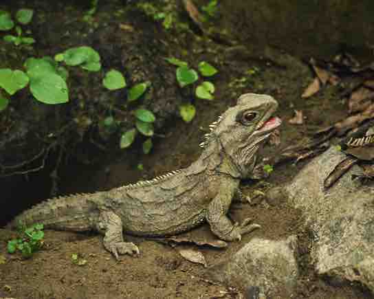 Tuatara