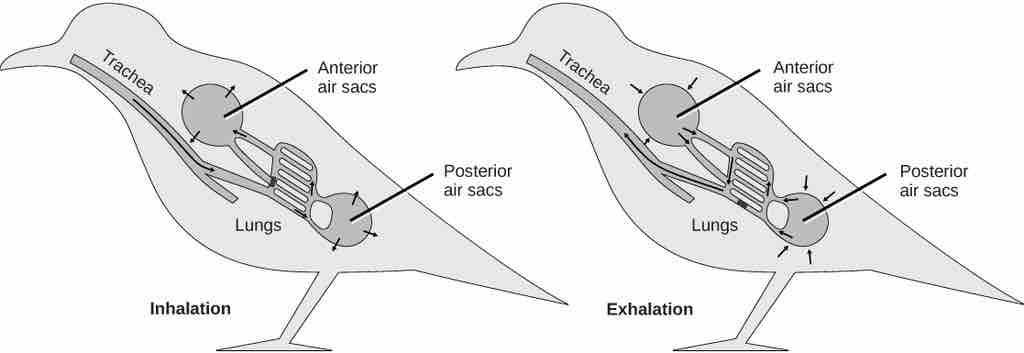 Avian respiration