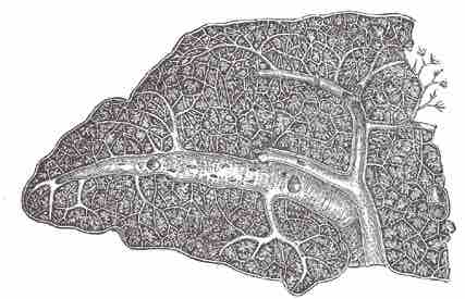 Splenic Artery