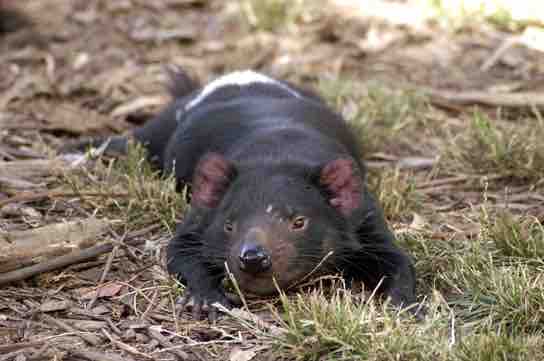 Tasmanian devil