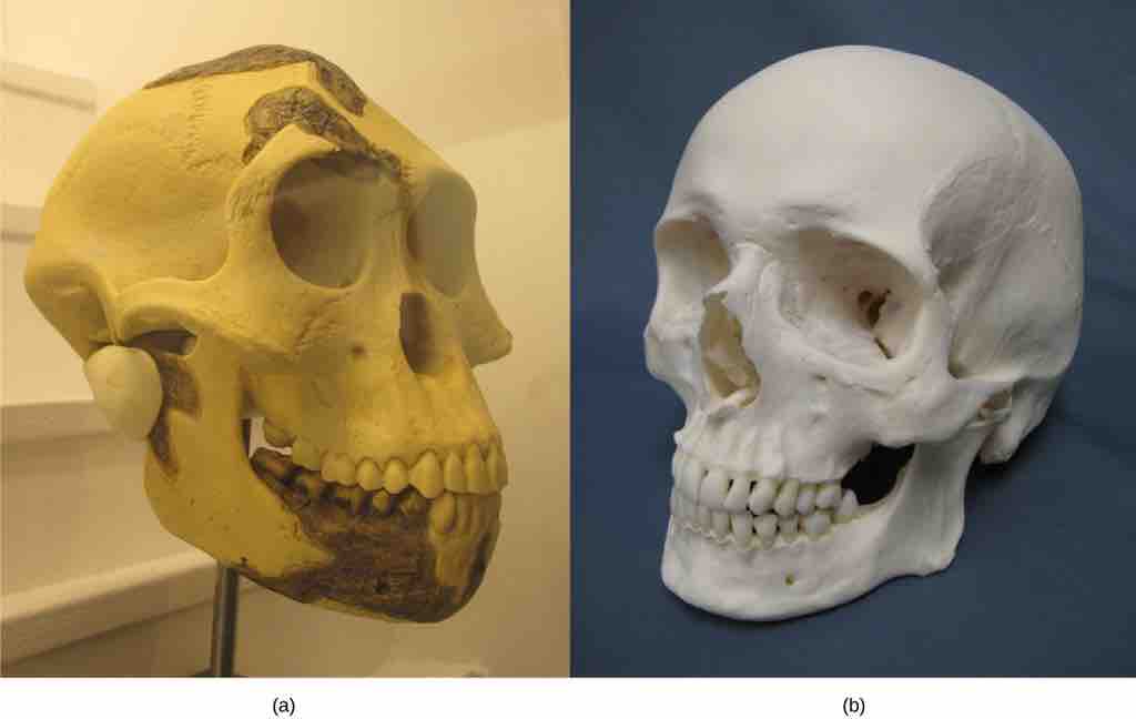 Skull comparison: <em>Australopithecus afarensis</em> vs modern humans