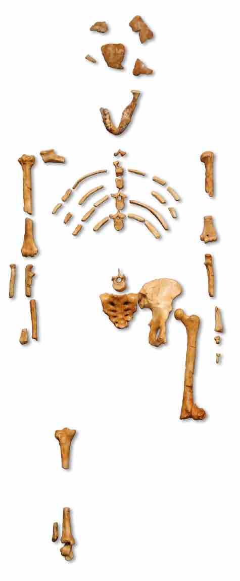 Adult Female <em>Australopithecus afarensis</em>