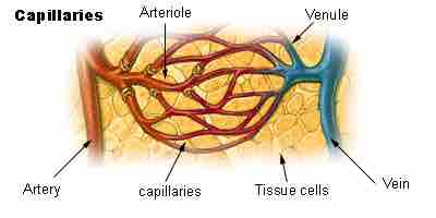 Venule