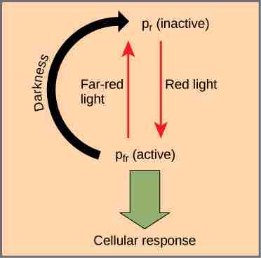 Phytochrome system