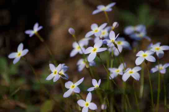 Blue light response of azure bluets